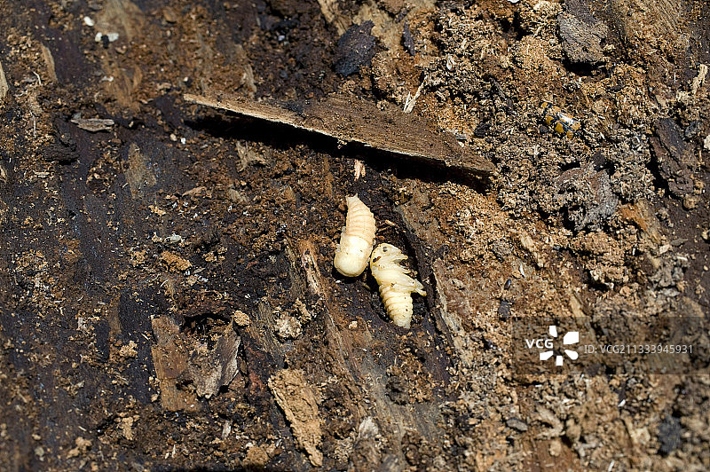 腐烂树干中的幼虫图片素材