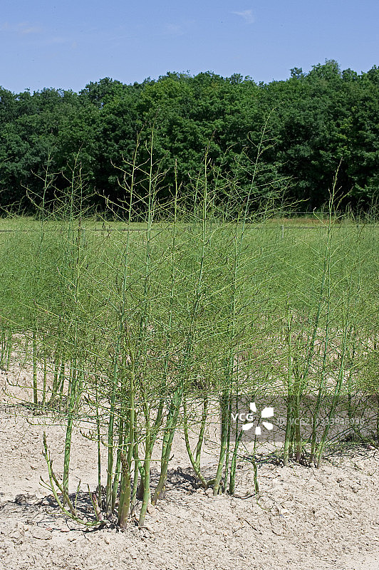 芦笋田图片素材