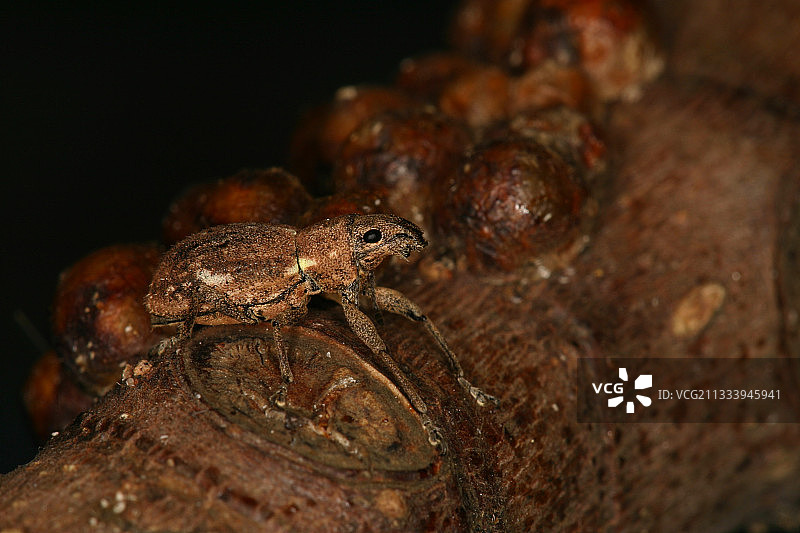在意大利维亚雷焦的潮湿树枝上行走的象鼻虫图片素材