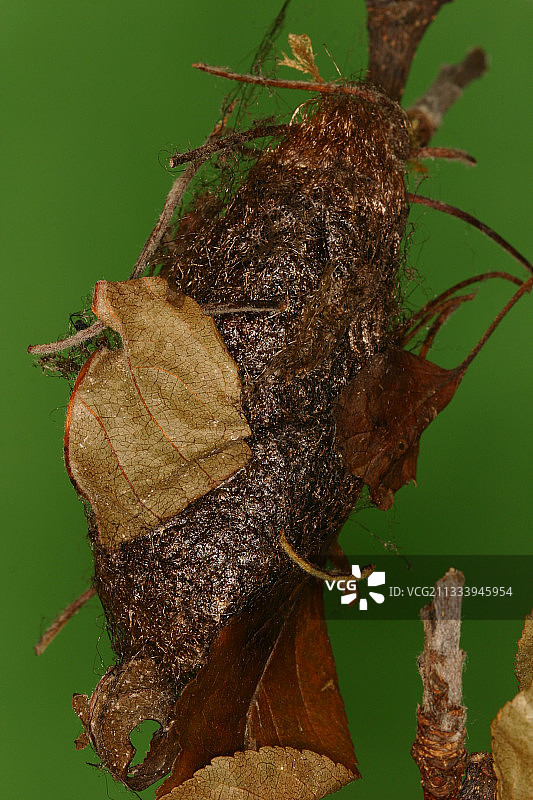 孔雀大蚕蛾蛹，悬挂在Sieuras的树枝上图片素材