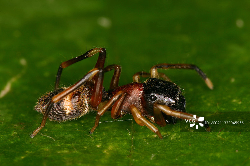 叶子上的雌性拟态蜘蛛，法国阿列日省图片素材