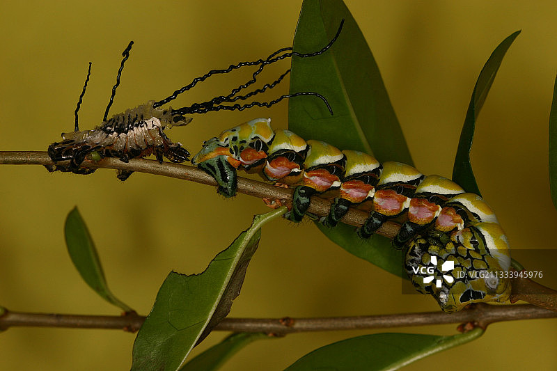 私人繁殖中蜕皮后的毛虫图片素材