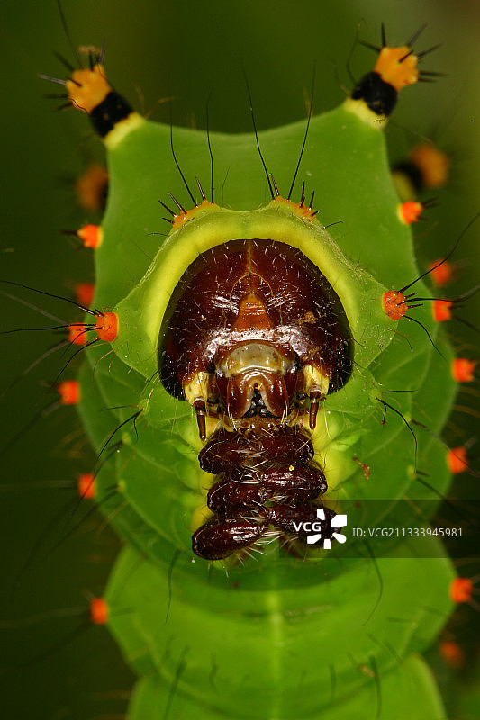 私人养殖的日间蝴蝶毛虫图片素材
