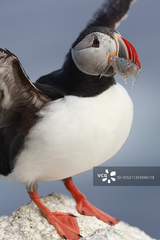 猎物的小尺寸表明存在过度捕捞问题图片素材