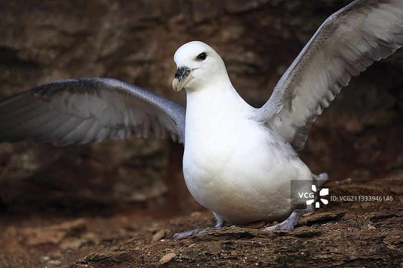 冰岛北方暴风鹱求偶行为图片素材