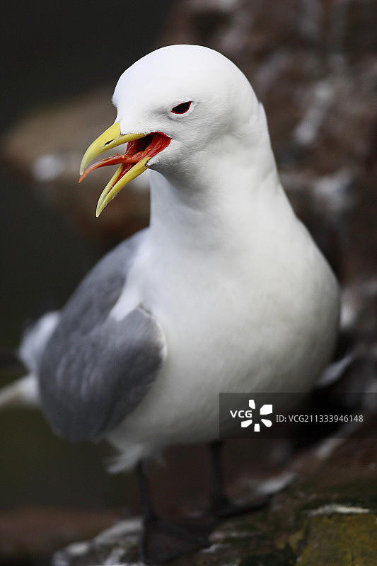 冰岛Latrabjarg悬崖上的黑腿三趾鸥图片素材