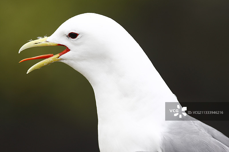 基特威克叫喊冰岛的肖像图片素材