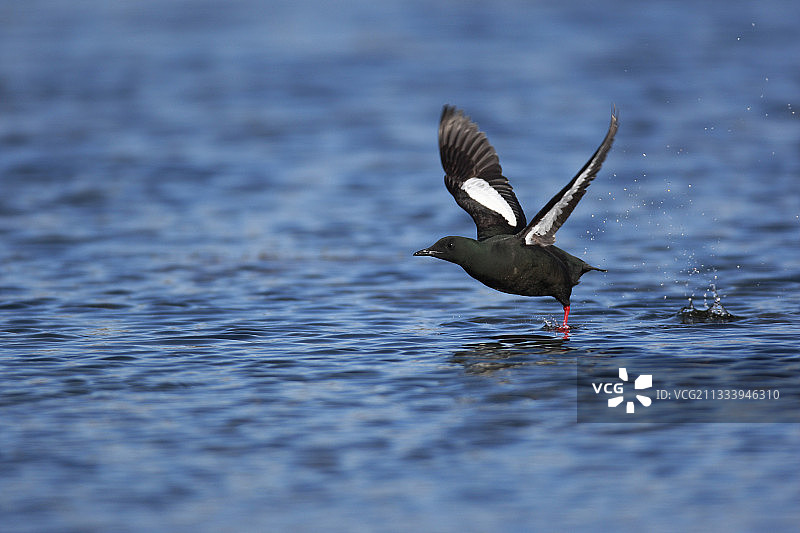 冰岛水面上起飞的黑海鸽图片素材
