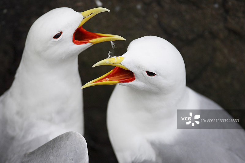 冰岛 Kittiwakes 的求偶行为图片素材