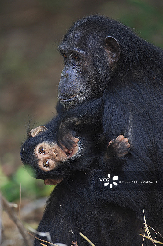 坦桑尼亚的雌性普通黑猩猩和幼崽图片素材