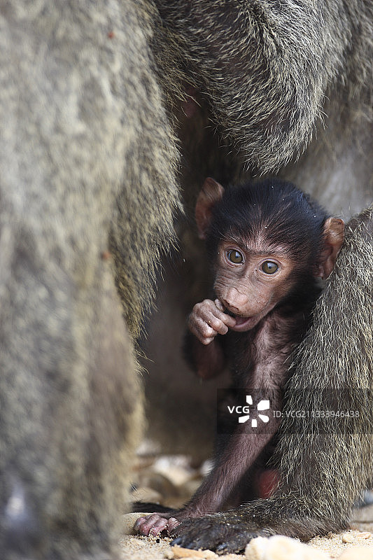 仍然是柔软胎毛，发色与父母不同图片素材