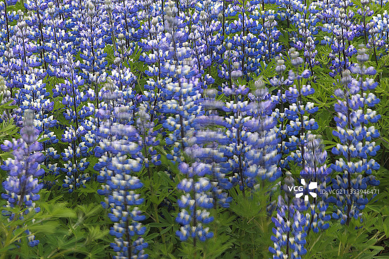 冰岛为对抗侵蚀而刻意引进的物种图片素材