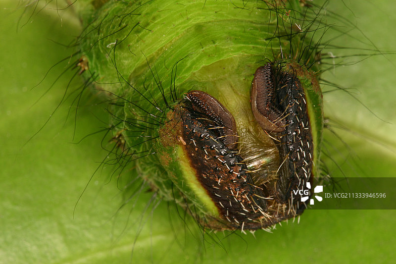 燕尾蝶毛虫的肛门假爪图片素材