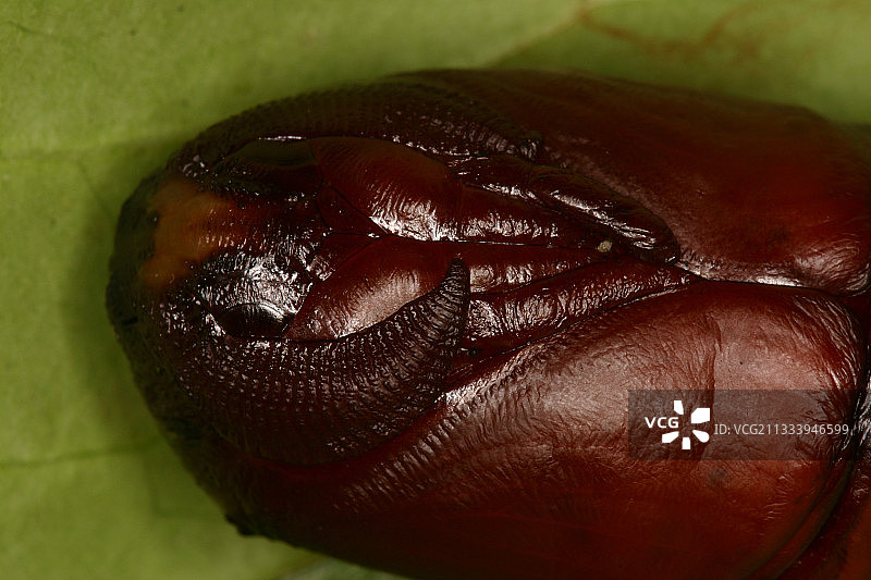 燕尾蛾蛹，私人养殖图片素材