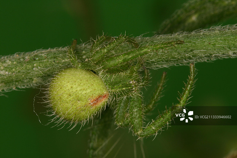 伪装在芦苇上的蟹蛛图片素材