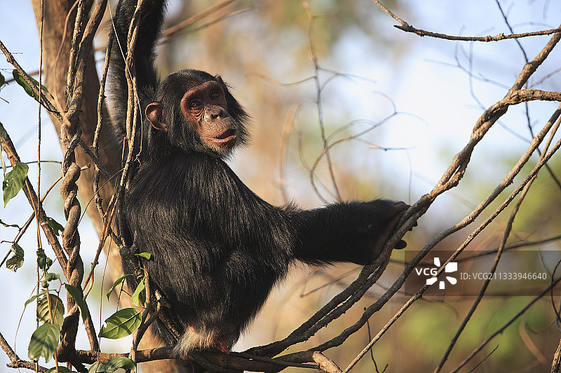 坦桑尼亚树上的幼年东部普通黑猩猩图片素材