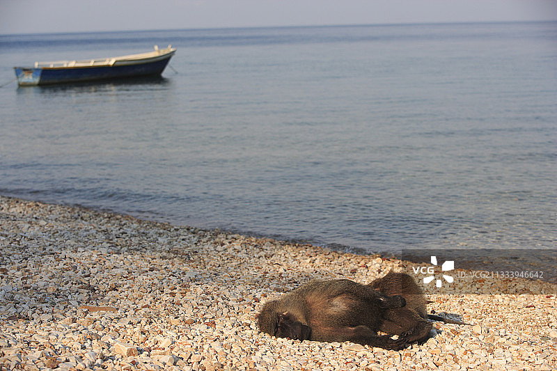 日出时分在坦桑尼亚休闲的阿努比斯狒狒图片素材