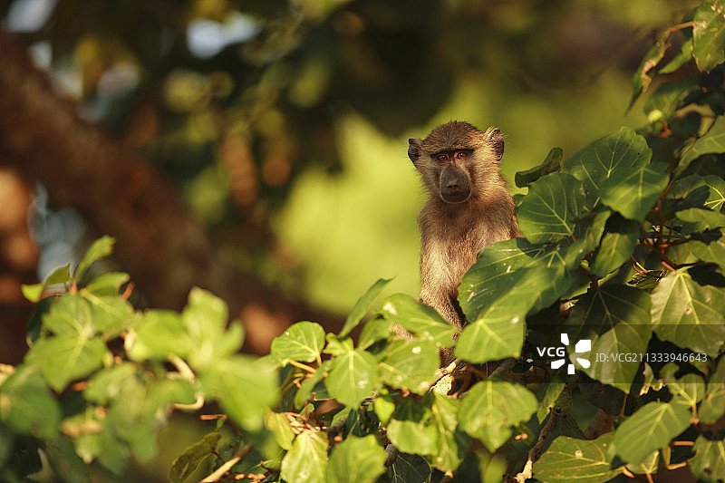 在坦桑尼亚树上小心谨慎的年轻阿努比斯狒狒图片素材