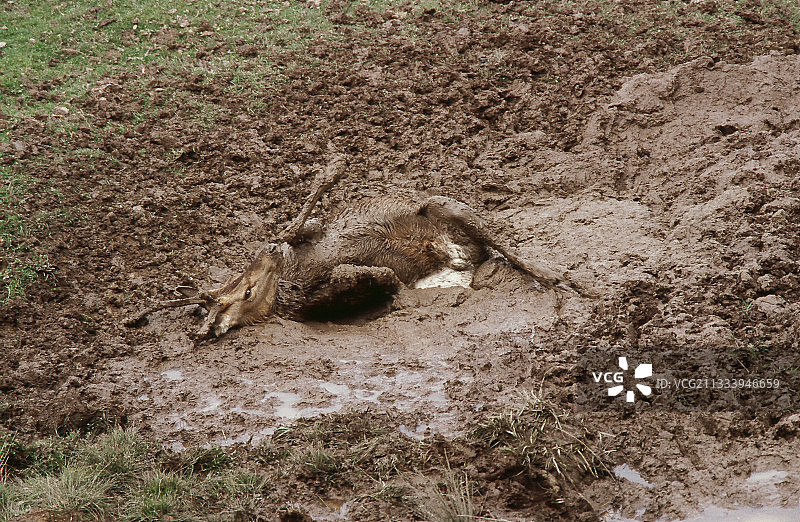 正在磨石板的2岁小鹿图片素材
