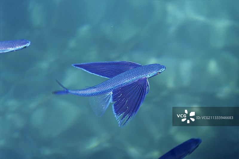 在地中海法国水面飞行的飞鱼图片素材