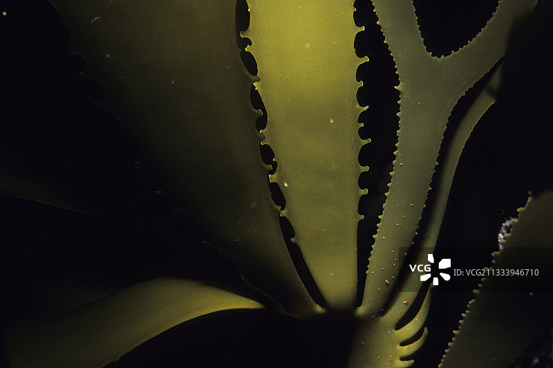 美国加利福尼亚州太平洋中的巨型海藻叶状体图片素材