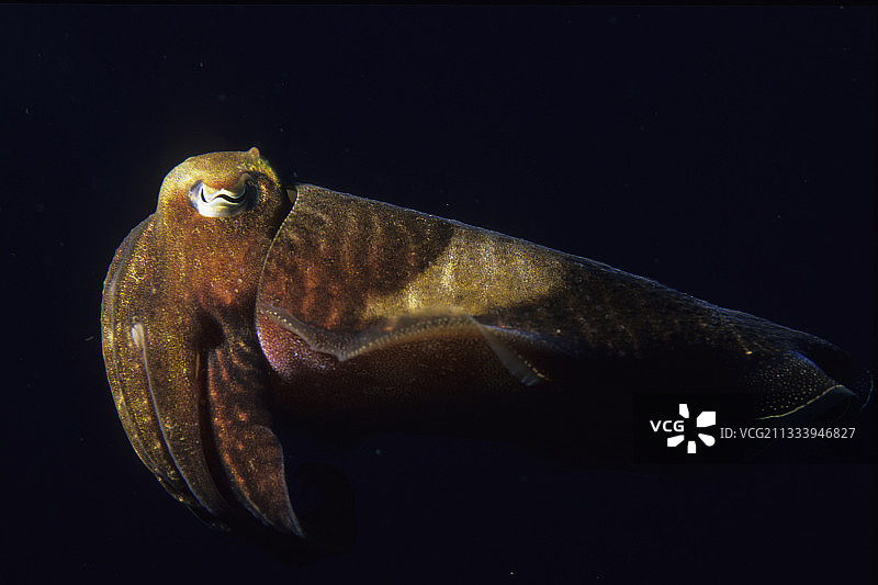 在法国的公海中游泳的普通乌贼图片素材