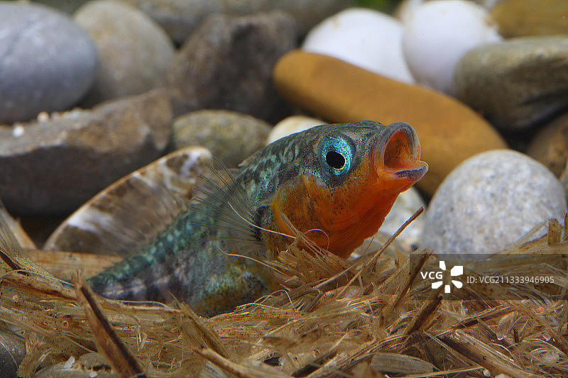 雄性刺鱼筑巢图片素材
