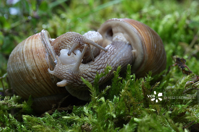 勃艮第蜗牛交配图片素材