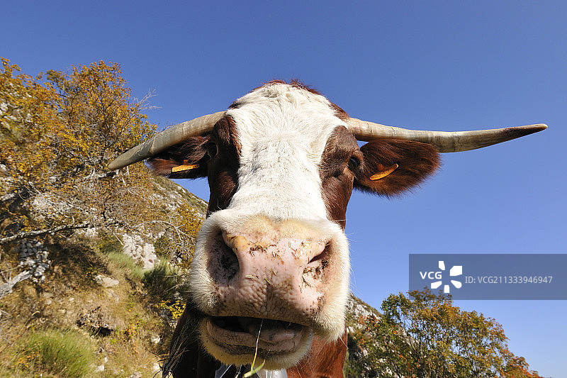 法国秋季草地上吃草的阿邦斯牛图片素材