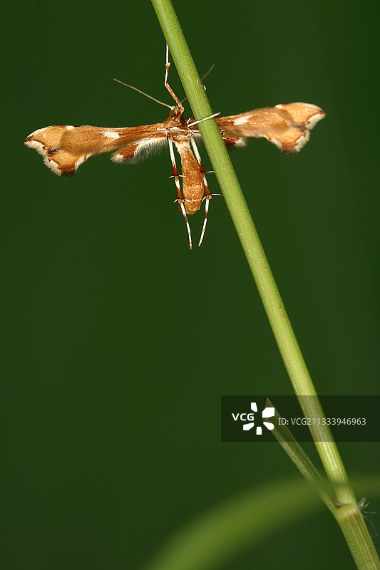 栖息在杆子上的羽蛾图片素材