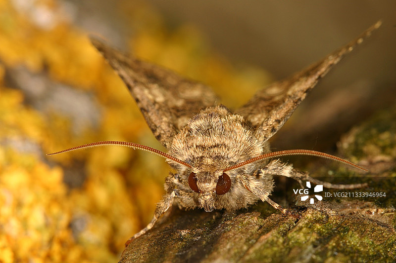 停在岩石上的夜蛾图片素材