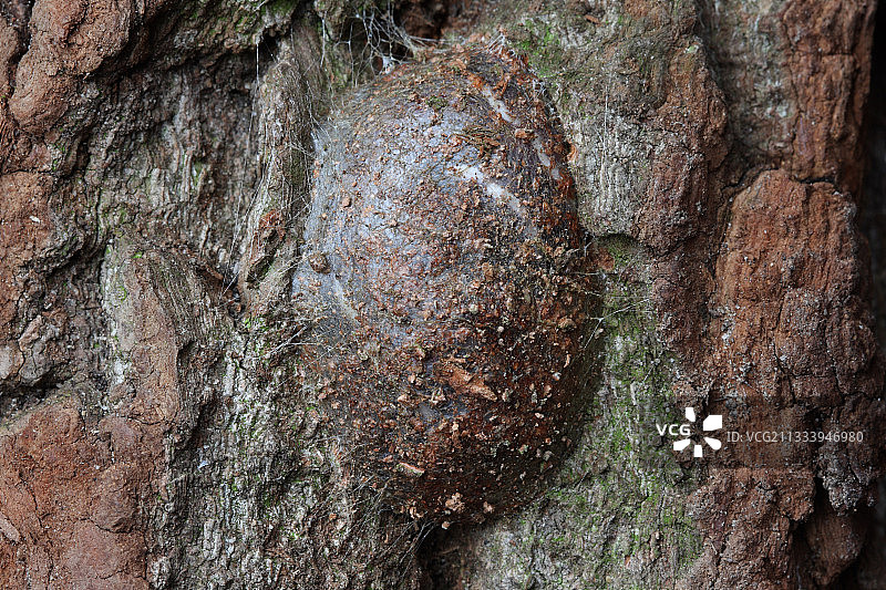 天社蛾幼虫茧的准备图片素材