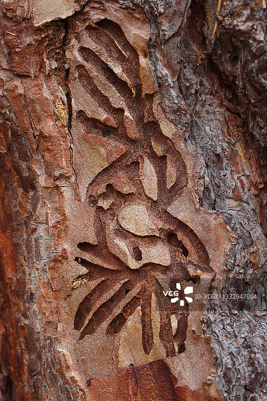 画廊中的小蠹图片素材