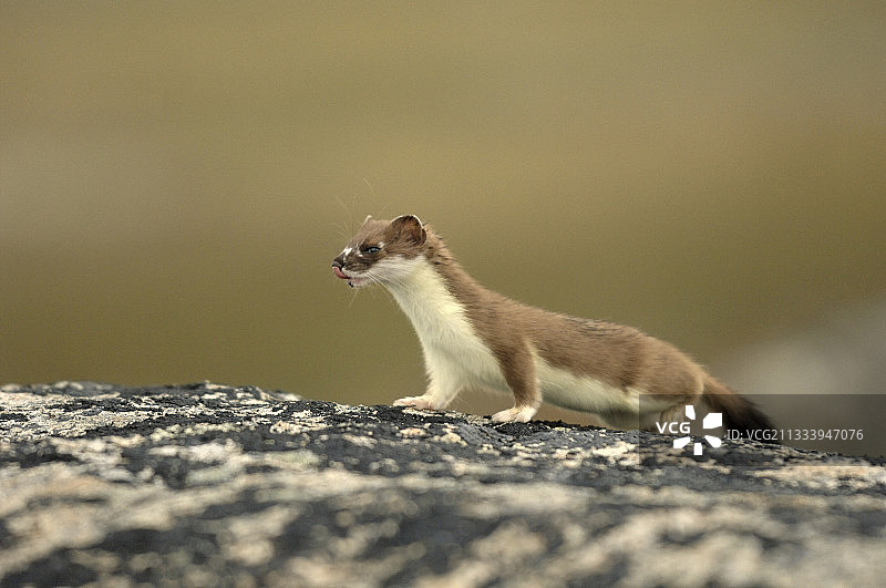 在加拿大萨默塞特岛苔原岩石上的貂图片素材