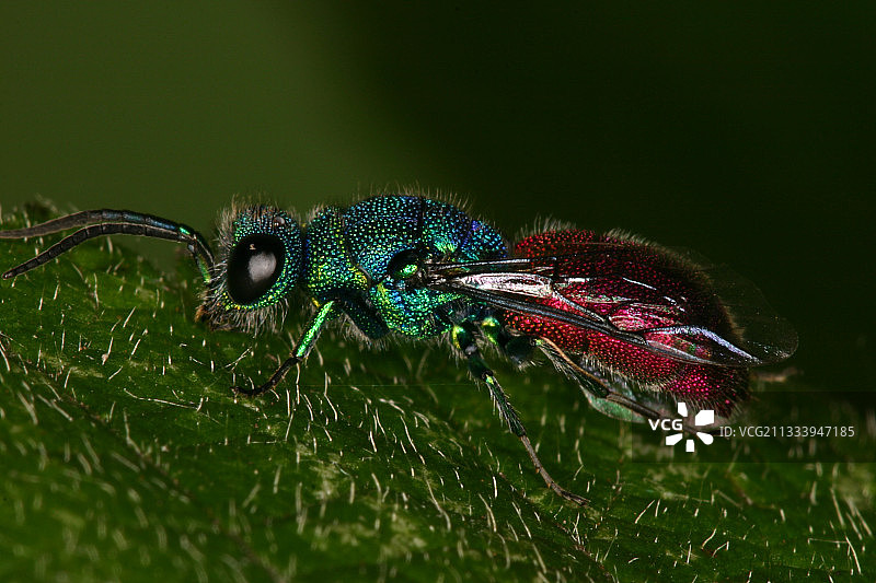 树叶上的杜鹃黄蜂，比利时图片素材
