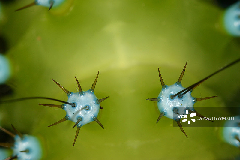 巨型孔雀蛾毛虫图片素材