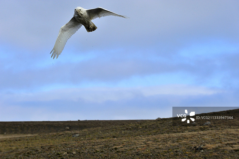 飞行中的雪鸮，加拿大萨默塞特岛图片素材