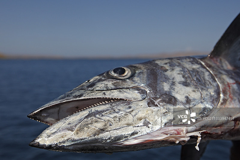 在印度尼西亚弗洛勒斯岛捕获的黑鳍金梭鱼肖像图片素材
