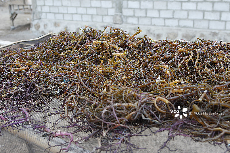 日本出售的海藻图片素材