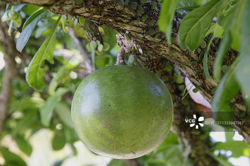 巴厘岛葫芦树图片素材