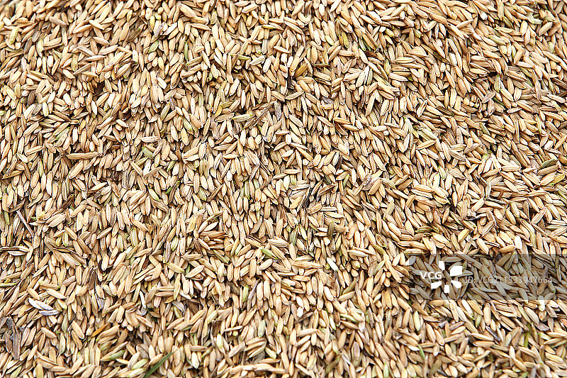 印度尼西亚巴厘岛的米饭图片素材