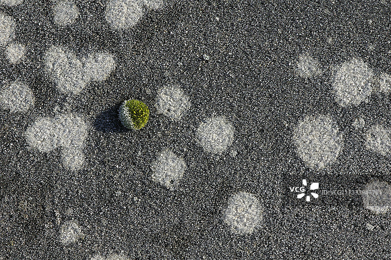 白色圆盘是地衣图片素材