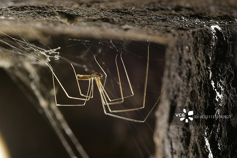 城堡酒窖里的长腿幽灵蛛图片素材
