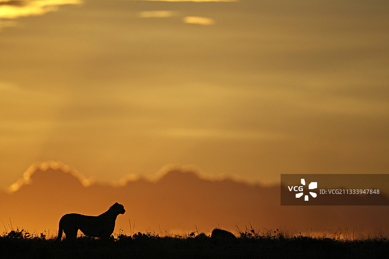 肯尼亚马赛马拉日落时分的猎豹图片素材