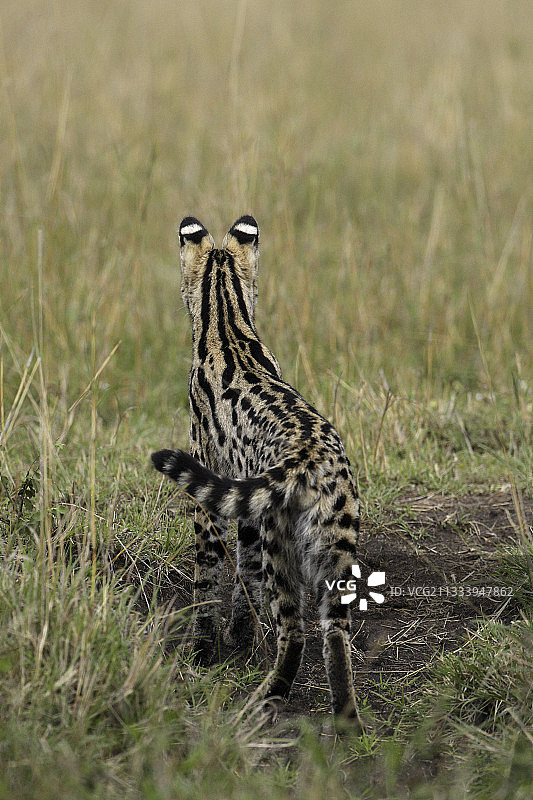 肯尼亚马赛马拉稀树草原上的薮猫背影图片素材