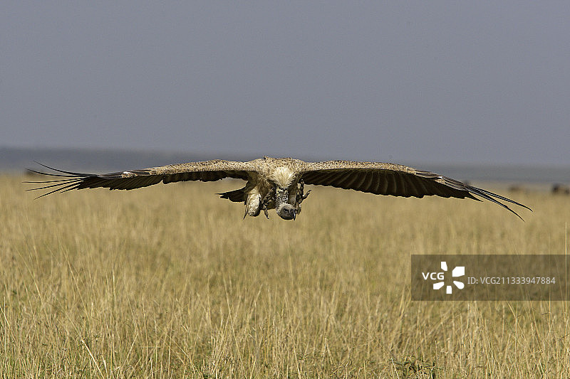 飞行中的非洲白背兀鹫，肯尼亚马赛马拉图片素材