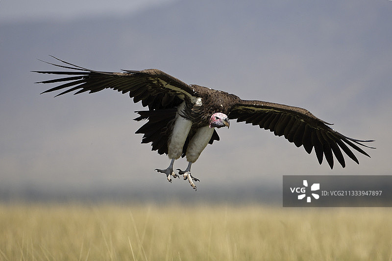 非洲肯尼亚马赛马拉的皱脸秃鹫飞行图片素材