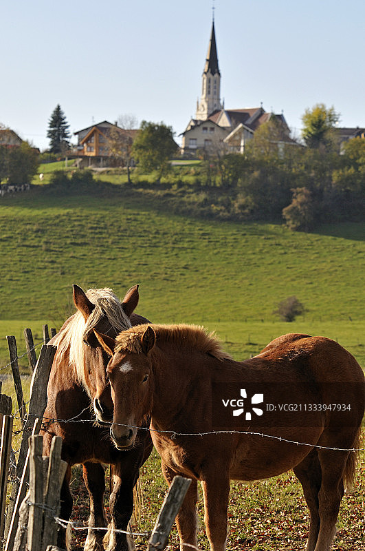 汝拉省麦什高原草地上的 Comtois 马图片素材