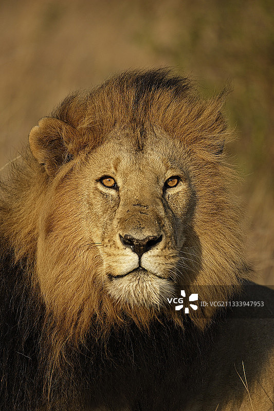 肯尼亚马赛马拉的雄狮肖像图片素材