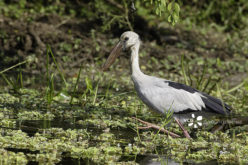在斯里兰卡本达拉水中行走的亚洲开放式鸟喙图片素材